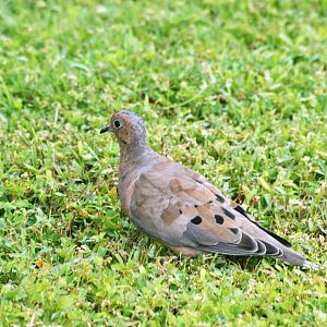 Mourning Dove, Punta Gorda, October 2013