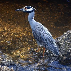 Yellow-crowned Night Heron, Punta Gorda, October 2013