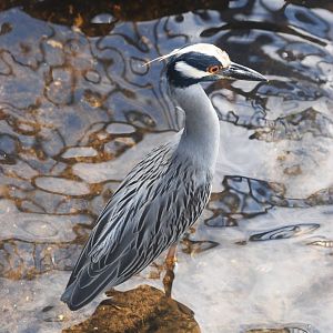 Yellow-crowned Night Heron, Punta Gorda, October 2013