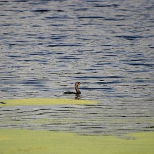Pied-billed Grebe, Punta Gorda, October 2013