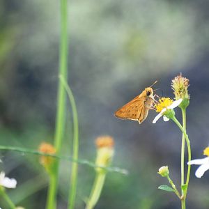 Fiery Skipper, Punta Gorda, October 2013
