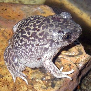 Western Spadefoot (Pelobates cultripes)