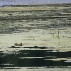 Blue-winged Teal, Punta Gorda, October 2013