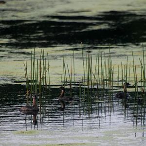 Pied-billed Grebes, Punta Gorda, October 2013