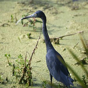 Little Blue Heron, Punta Gorda, October 2013