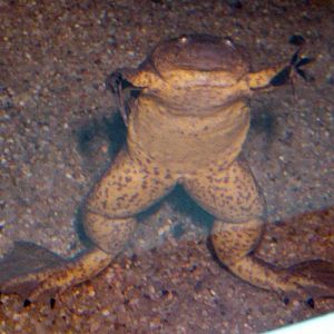 African Clawed Frog (Xenopus laevis)