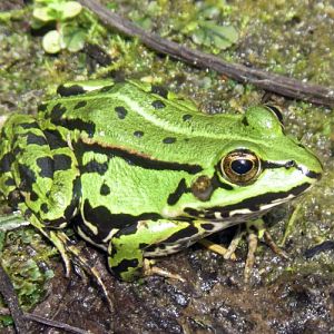 Edible Frog (Rana esculenta)