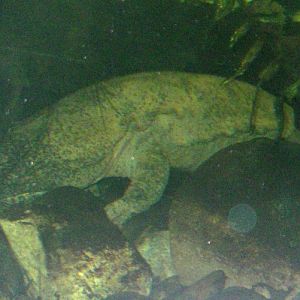 Chinese Giant Salamander (Andrias davidianus)