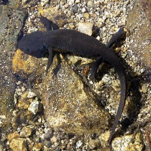 Pyrenean Newt (Euproctus asper)