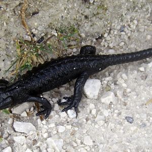 Alpine Salamander (Salamandra atra)
