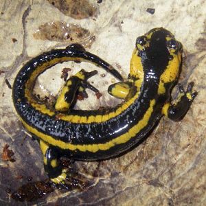 Fire Salamander (Salamandra salamandra)