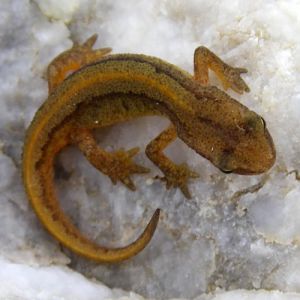 Palmate Newt (Triturus helveticus)