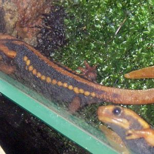 Emperor Newt (Tylototriton shanjing)