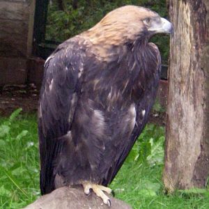Eastern Imperial Eagle (Aquila heliaca)