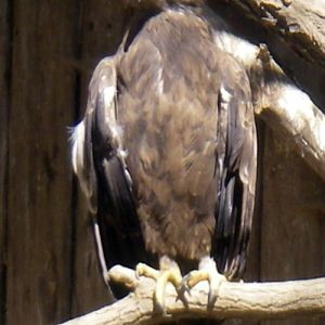 Lesser Spotted Eagle (Aquila pomarina)