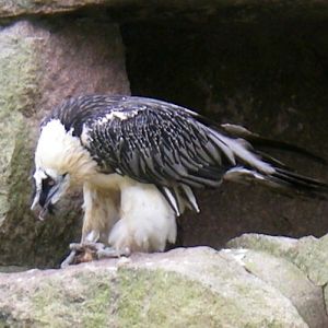 Bearded Vulture (Gypaetus barbatus)