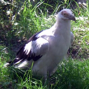 Palm-nut Vulture (Gypohierax angolensis)