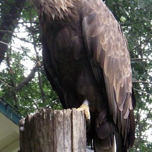 White-tailed Sea Eagle (Haliaeetus albicilla)