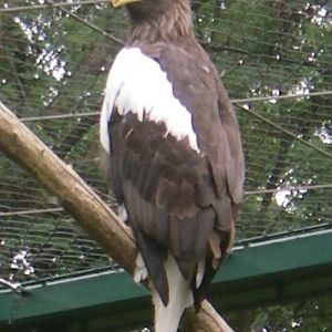 Steller's Sea Eagle (Haliaeetus pelagicus)