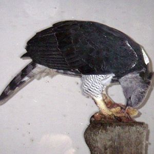 Greater Harpy Eagle (Harpia harpyja)