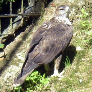 Bonelli's Eagle (Hieraaetus fasciatus)