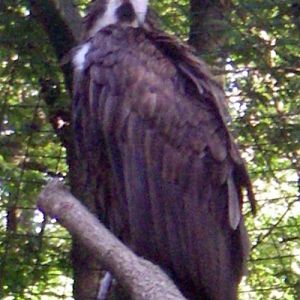 Hooded Vulture (Necrosyrtes monachus)