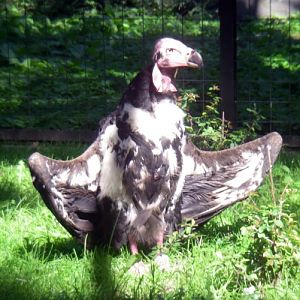 Red-headed Vulture (Sarcogyps calvus)