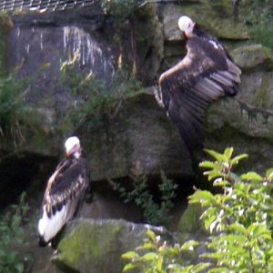 White-headed Vulture (Trigonoceps occipitalis)