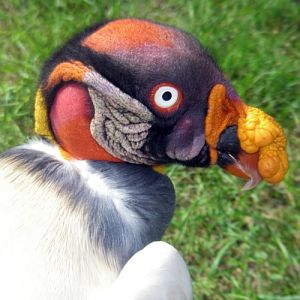 King Vulture (Sarcoramphus papa)