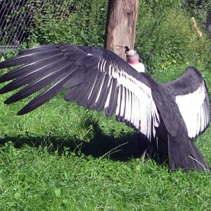 Andean Condor (Vultur gryphus)