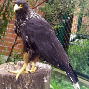 Striated Caracara (Phalcoboenus australis)