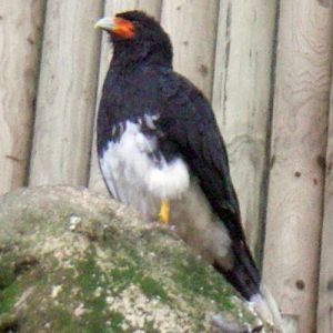 Mountain Caracara (Phalcoboenus megalopterus)