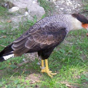 Crested Caracara (Polyborus plancus)