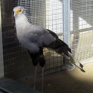 Secretarybird (Sagittarius serpentarius)