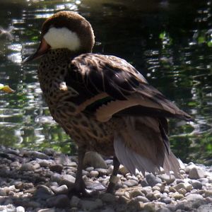Bahama Pintail (Anas bahamensis)