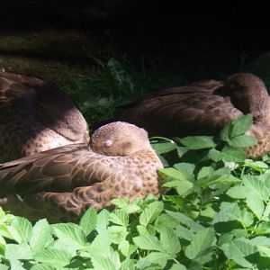 Madagascar teal (Anas bernieri)