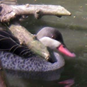 Red-billed Pintail (Anas erythrorhyncha)