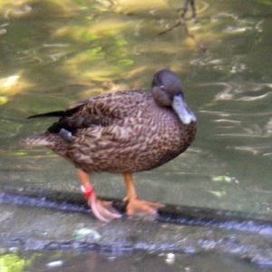 Laysan Teal (Anas laysanensis)