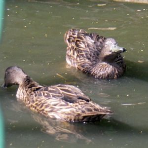 Meller's Duck (Anas melleri)