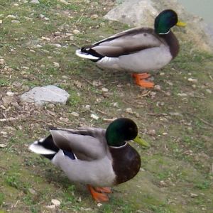 Mallards (Anas platyrhynchos)