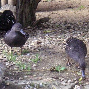 African Black Ducks (Anas sparsa)