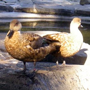 Patagonian Crested Duck (Anas specularioides)