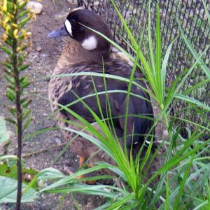Bronze-winged Duck (Anas specularis)