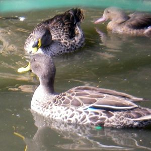 Yellow-billed Ducks (Anas undulata)