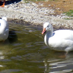 Snow Geese (Anser caerulescens)
