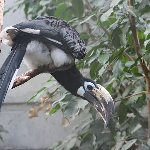 Oriental Pied Hornbill (Anthracoceros albirostris albirostris) female