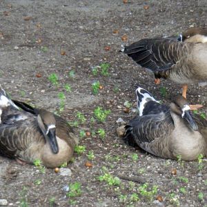 Swan Geese (Anser cygnoides)