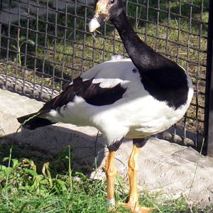 Magpie Goose (Anseranas semipalmata)