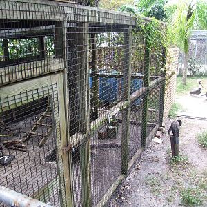 Osprey Aviary at Peace River Wildlife Centre, 09/10/13