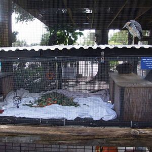 Cottontail Enclosure at Peace River Wildlife Centre, 09/10/13